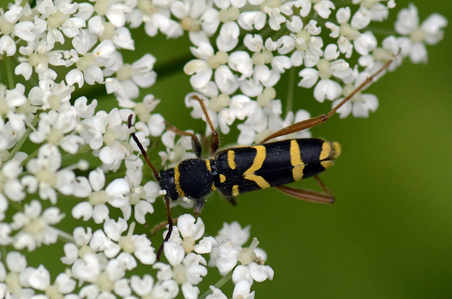 Clytus arietis